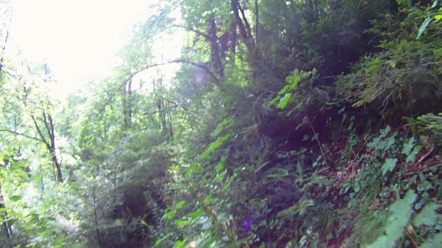 La jungle