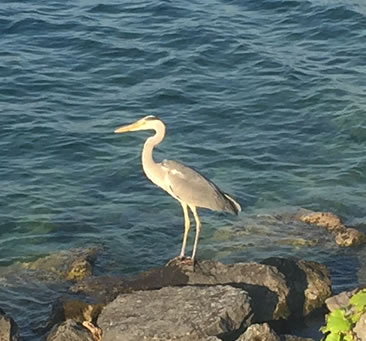 heron